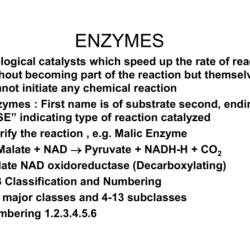 Enzymes which can speed up reactions belong in my category