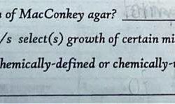 Macconkey interpretation lactose composition principle