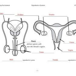 Male reproductive system worksheet answers